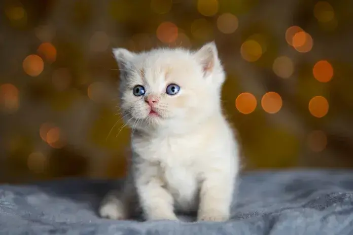 До чого сниться кошеня