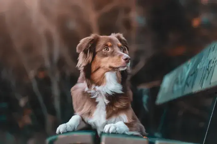 Cобака